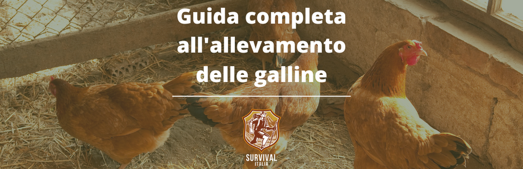 Guida completa all'allevamento delle galline: tutto ciò che devi sapere