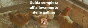 Guida completa all'allevamento delle galline: tutto ciò che devi sapere